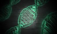 Cell新技术：快速、准确改造人体细胞和实验室小鼠基因
