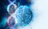 Science最新解密：人脑和猴脑的差异在哪里？