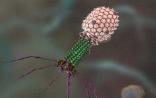 Nature:清华大学向烨研究组揭示细菌病毒突破宿主细胞膜新机制