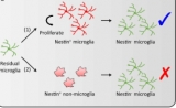 中科院等破解脑内再殖小胶质细胞起源之谜 | Nature子刊