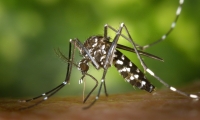 Nature：痒痒痒？看这帮科学家“以蚊治蚊团灭蚊”