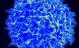 比CAR-T更有效、更便宜！Cell子刊揭示：新一代细胞疗法