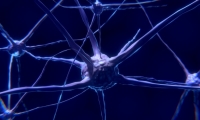 又要改写教科书？Science：在皮肤中发现新的疼痛器官