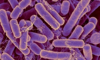 Science关注：肠道菌群“出卖了”你的实际年龄