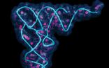 GEN：RNA测序，能否成为精准医疗的主力军？