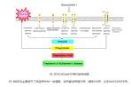 Aging：新型假马齿苋皂苷通过免疫调节方式清除淀粉样蛋白，改善APP/PS1小鼠的认