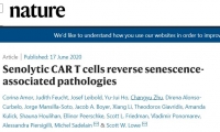 Nature：CAR-T又有新用途，这次是逆转细胞衰老相关疾病