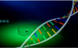 CRISPR/Cas9专利欧洲战场：张锋团队一项核心专利遭撤回