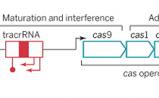 强强联合：在CRISPR/Cas9相关研究中应用新一代测序技术