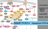启因生物凋亡PCR芯片检测服务促销800元/样