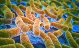 Nature：科学家发明“分子诱饵”，不用抗生素也能除掉细菌