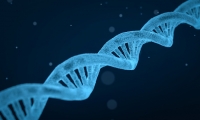 PNAS：Notch信号通路是怎么调控糖尿病患者伤口愈合的呢？