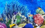 生物医药掘金“蓝”海，海洋生物产业迎来跨越式发展
