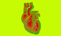 Science：胶原蛋白做“墨水”，3D生物打印出会跳动的心