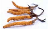 中科院：冬虫夏草并不含抗癌成分虫草素