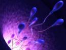 科学家研发“精子机器人” 或成不育者福音