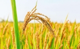 中国科学家发现一水稻基因在自然界发生变异，可增产15%！