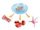 Stem Cell Reports：分离培养乳腺干细胞 助力癌症研究