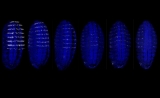 PNAS：“破译”DNA的更好方法