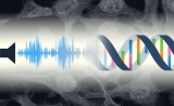 有趣！PLOS ONE：声音还会影响基因工作