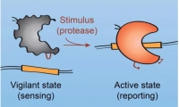 让CRISPR系统更安全 研究人员为Cas9蛋白装上开关