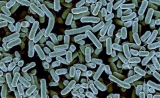 科学家新发现针对最强抗生素的耐药基因