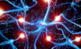 Science：记忆碎片是真的吗？