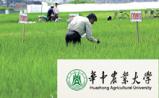 华中农大：就境外机构窃取其南繁基地水稻实验材料答记者问