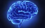 PNAS：大脑胆固醇缺乏不仅影响神经功能，还破坏机体代谢
