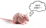 实验动物科研班的那些鼠宝们