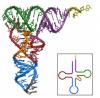 非同一般的非编码small RNA，参与缺氧下的血管生成