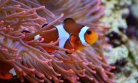 海洋生物繁衍受到夜晚光污染影响
