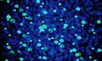 PNAS：病原体突变或信息被修改，传播该如何预测？