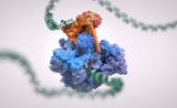 最新Nature封面：我们终于搞清了关键RNA的转录第一步