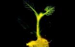 Glowing Plant：合成生物学让植物在黑夜发光