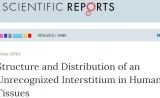 间质 ——被传统解剖学遗漏的“新器官”？ Nature子刊