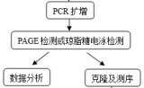 SRAP技术