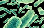 微生物研究：为疾病防治提供新视角