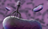 Nature：惊人发现！揭秘CRISPR“前所未有”的防御机制