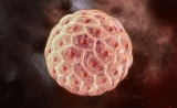 Cell Stem Cell公布年度最佳论文 多篇中国学者成果上榜