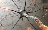 Nature颠覆百年神经学理论