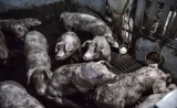 对猪使用抗生素，人类收获耐药性基因？