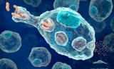 Nature: 科学家找到了能将T细胞重编程的小分子药物