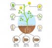 蛋白质组学就是这么NB（IF43）：揭示植物与细菌之间的共生机制！