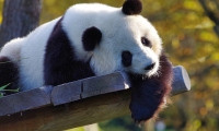 台下十年功，Paper一分钟！世界首例古大熊猫全基因组测序结果揭秘