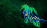 改写教科书！Science首次揭秘：关于“受精卵”的这一认知，我们错了