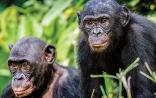 Nature：种的概念要改写了，黑猩猩进化中多次跨物种杂交