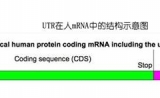 小分子药物在RNA上的作用位点有哪些