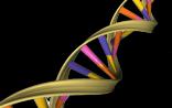 PNAS：DNA会“眨眼睛”，新发现改写教科书