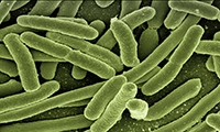 Nature：抑制大肠杆菌毒性的“秘密武器”已揭秘，新的抗生素还会远吗？